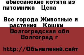 абиссинские котята из питомника › Цена ­ 15 000 - Все города Животные и растения » Кошки   . Волгоградская обл.,Волгоград г.